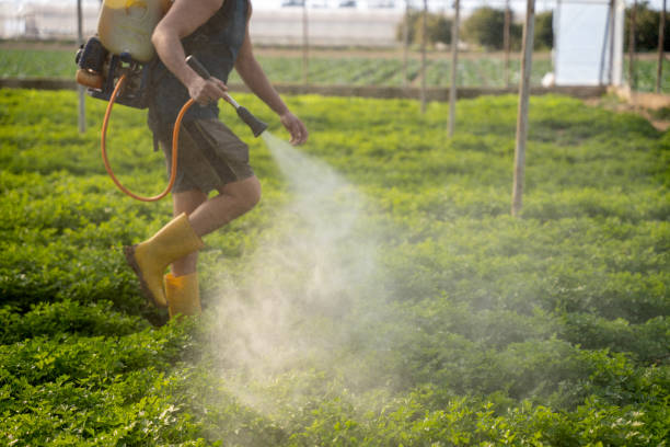 Best Ant Control Services  in Potosi, MO