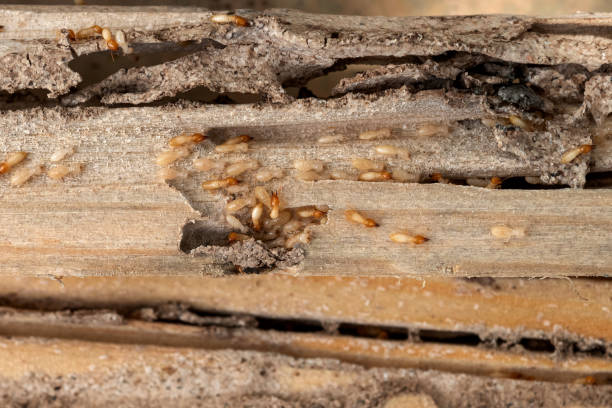 Pest Control Cost in Potosi, MO