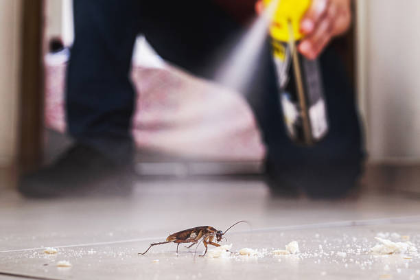 Best Flea Control Services  in Potosi, MO